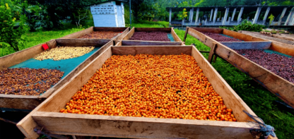 El Salvador Single Origin Coffee - Red Bourbon ABM - Image 2